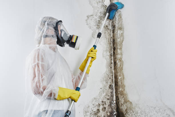 Best Post-Flood Mold Remediation in Riverside, IA